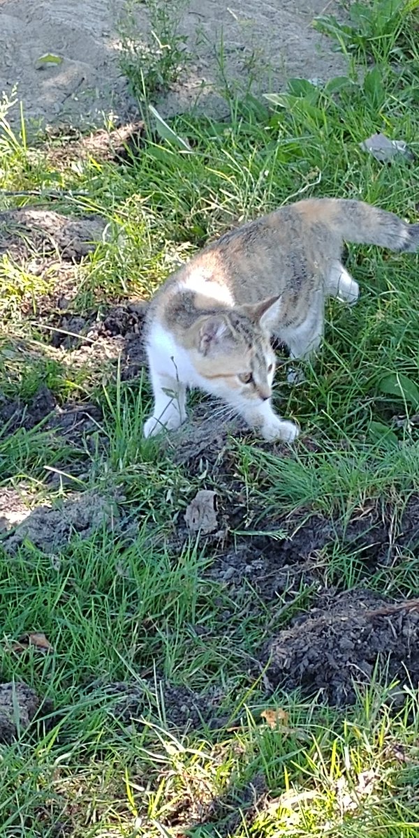 tenwattandrew's tweet image. #TinyCat thinks she is a much more ferocious version of herself.