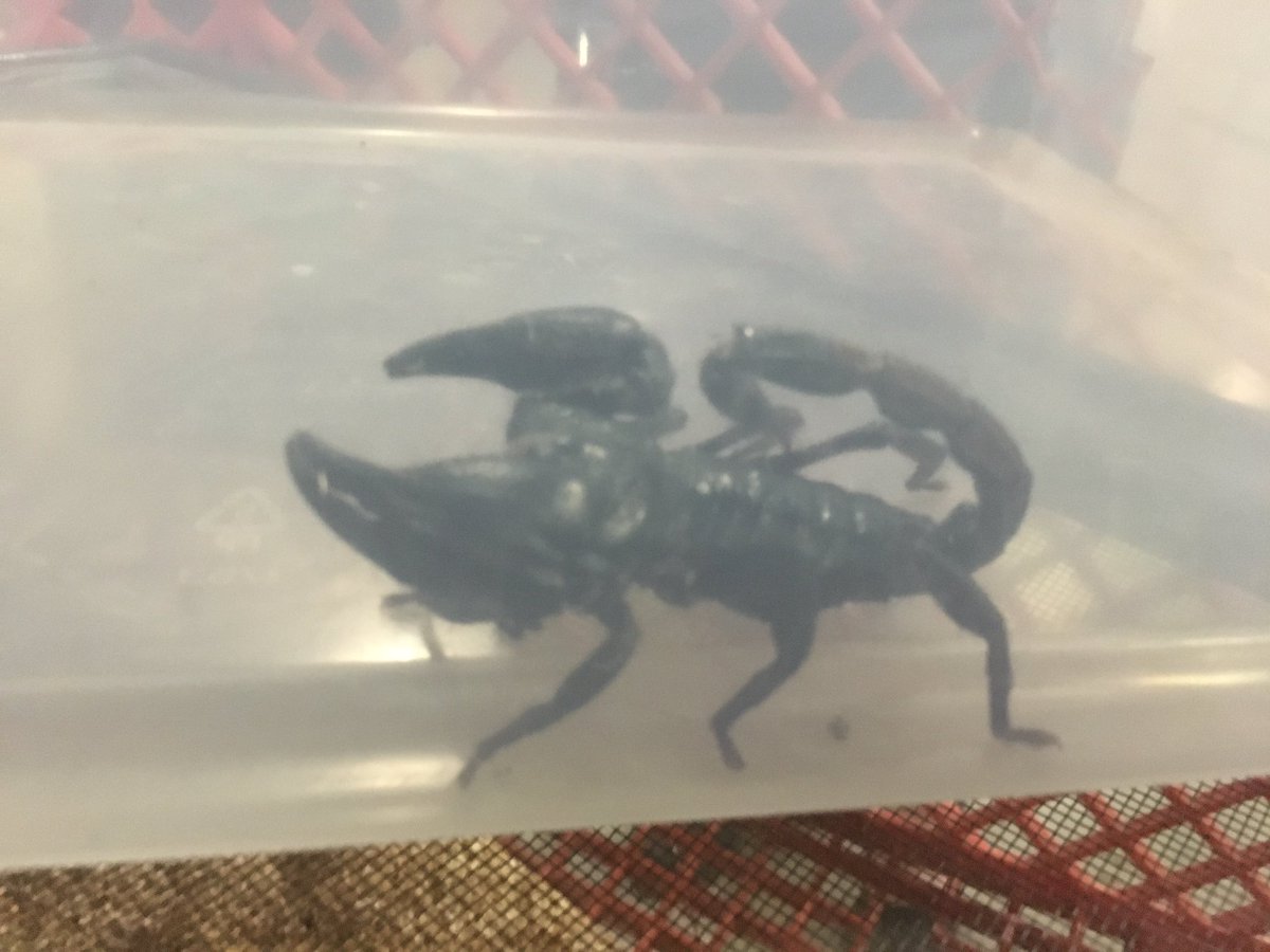 Tragic City Rollers tweet media