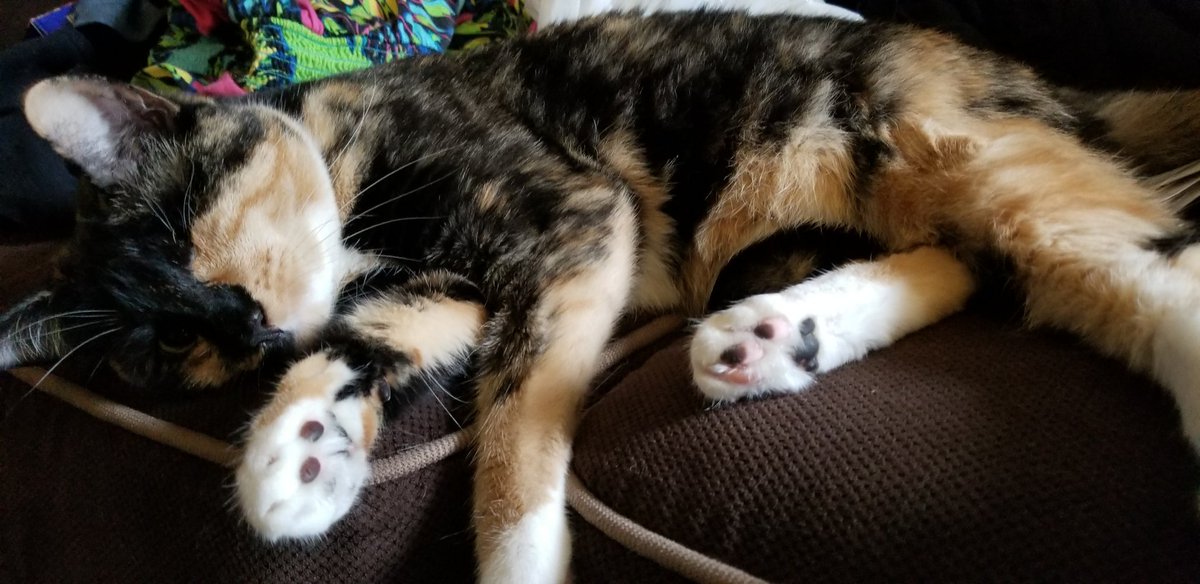 Happy #Caturday! #CatsOfTwitter #catsofinstagram #oneeyedcat #Cats #AdoptDontShop