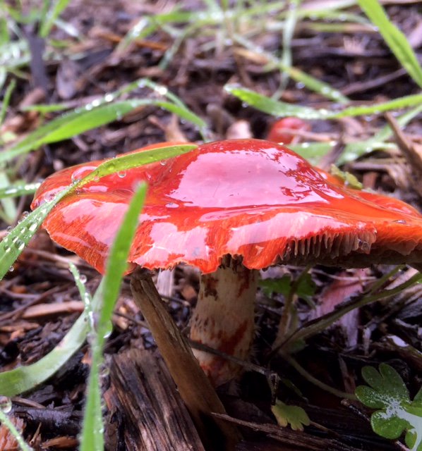 BossCaptures's tweet image. Lovely red fungi 
By: AMC Photography