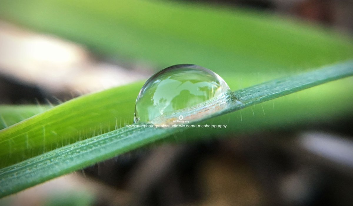 BossCaptures's tweet image. Life in a single drop
By: AMC Photography