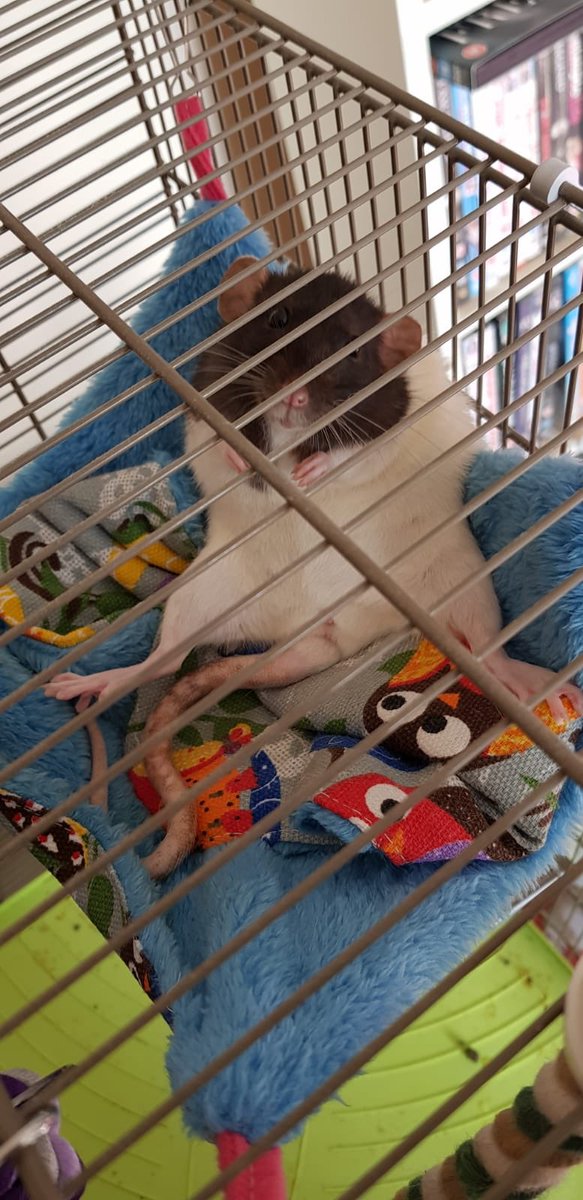 CharlottesChins's tweet photo. New additions to the family, Cinnamon and Muffin the rats! 🐀🐀 #fancyrats #rats #petrats #cute https://t.co/aDlBueWyPH