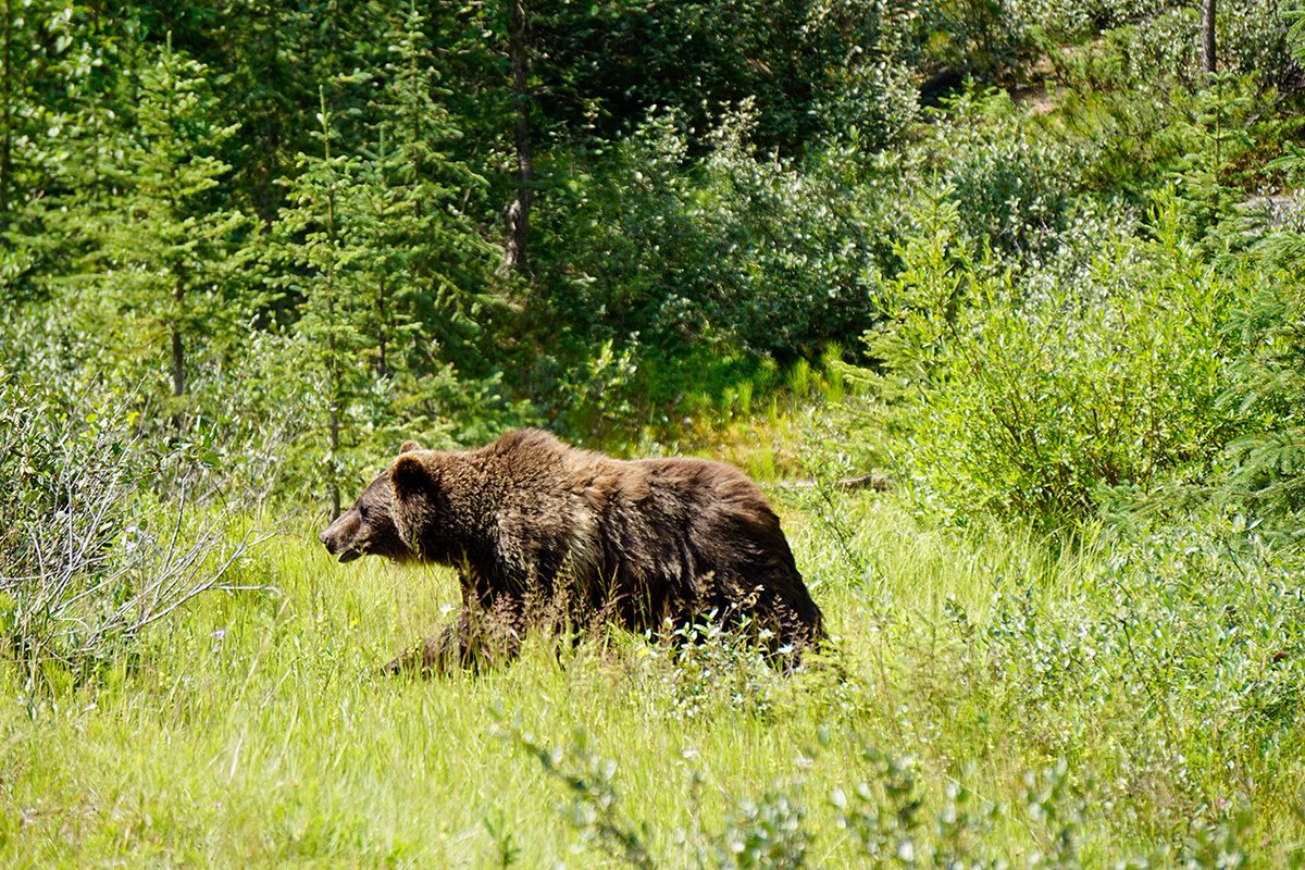 Banff National Park, Parks Canada tweet media
