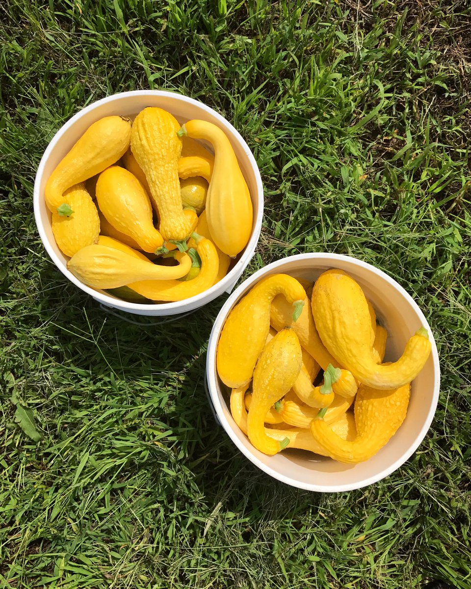 FullLotusFarm's tweet photo. Buckets full of sunshine at the market today, and lots more deliciousness! Here til 2pm ☀️

#farmersmarket #fresh #harvest #summer #heirloom #squash #farmtotable #food #summersquash #crooknecksquash #grow #sustainable #farm #regenerativeagriculture #farming #healthyliving https://t.co/rSMr17UYVn