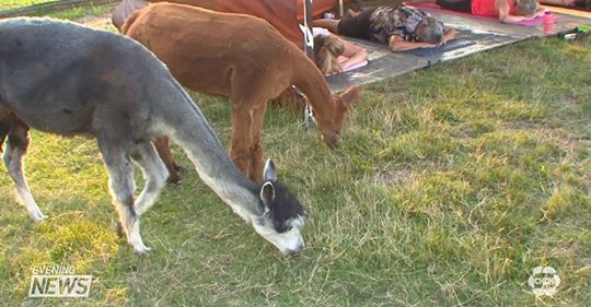 kanoseworthy's tweet image. WATCH: chch.com/?p=171805
A peaceful evening @Rockchapalpacas with Diane, 19 #alpacas several yogis and instructor #AndiD - Yoga with Alpacas is pure bliss! @CHCHTV @CHCHNews