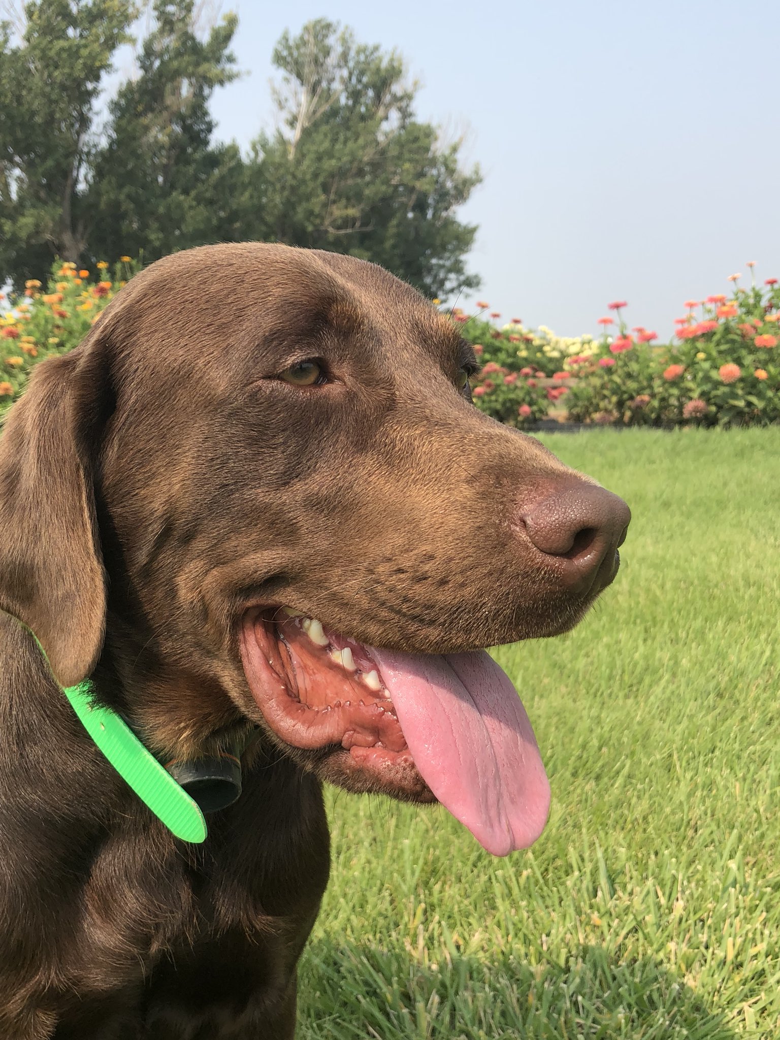 Happy 1st Birthday to this big boy Bentley! 