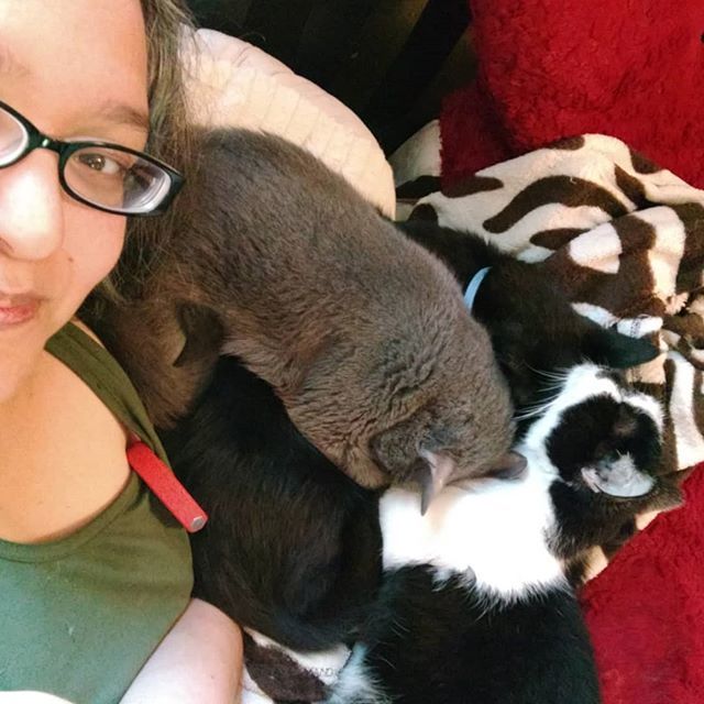 herdingcats2012's tweet photo. When you just want a little nap and everyone joins in. lol And steals the pillow and the blanket.
#catnap #catmom #snuggle #groupnap #catstagram #instacat #seniorpetsofig https://t.co/StlZCR1VpJ