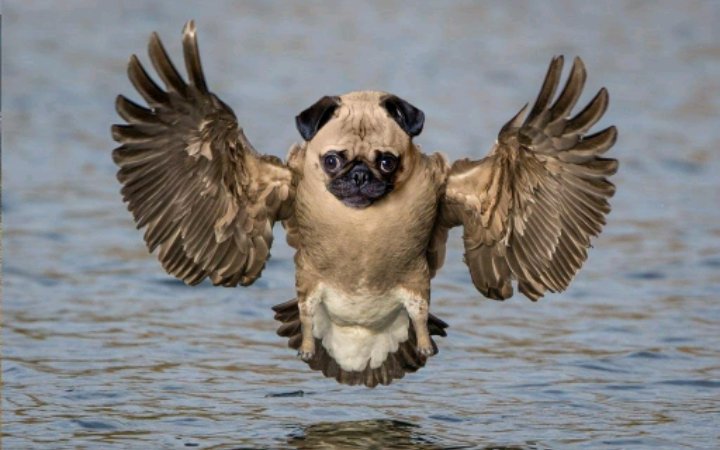 TPokeyo tweet picture