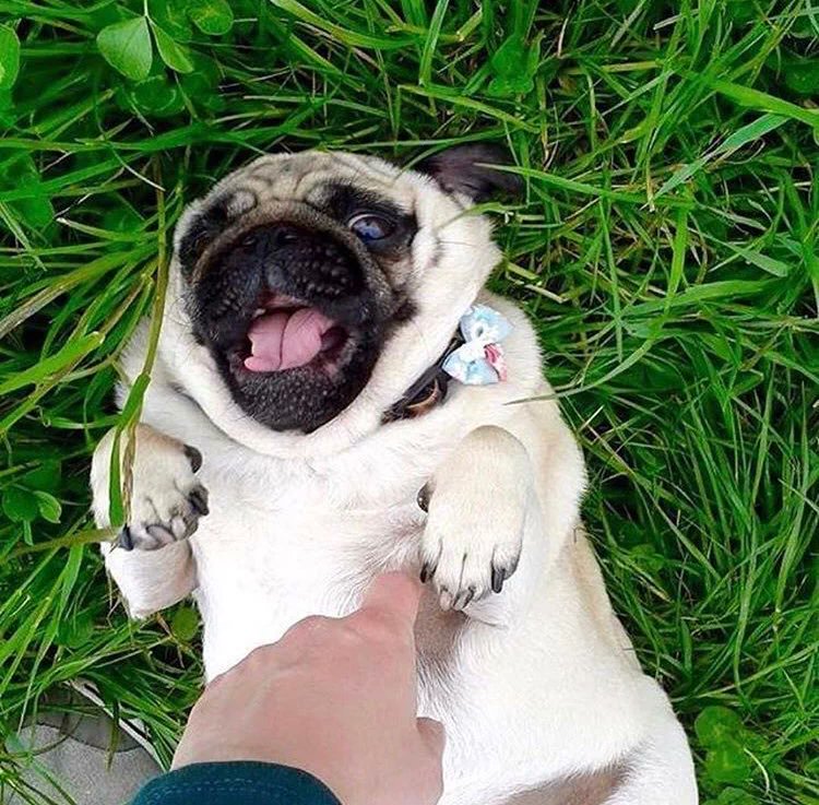 ltspuppy's tweet photo. a vicious pug attack caught on camera https://t.co/W9G4kXknHN