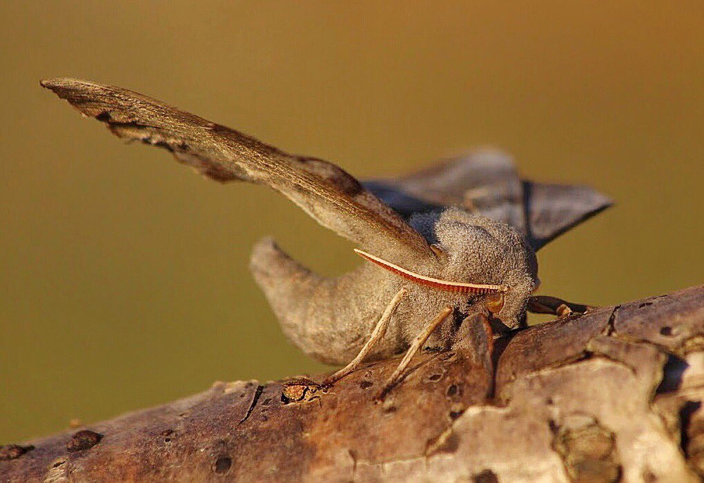 Stunning Poplar hawk-moth at rooksbury mill lakes yesterday 🌿☀️@WildlifeTrusts @photographyWCA @invertebrate_uk @savebutterflies @wildlife_uk @RSPBSouthWest @Natures_Voice @insectmigration @ChrisGPackham @HantsIWWildlife @Happy_Cats2017  @BBCSpringwatch @britbutterflies