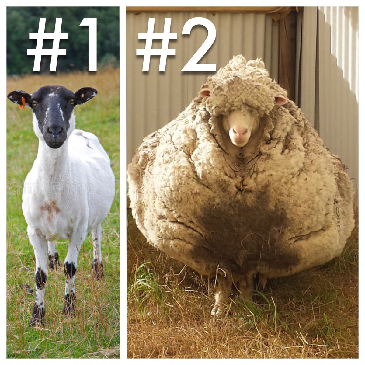 #1 single male. 
#2 Male in a fully committed relationship.