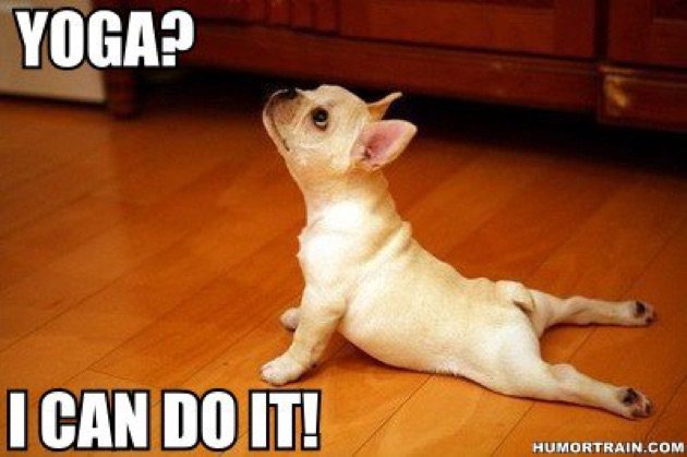 Happy weekend!

#yoga #asana #yogadog #downwarddog #upwarddog #yogastudio #ijsselstein