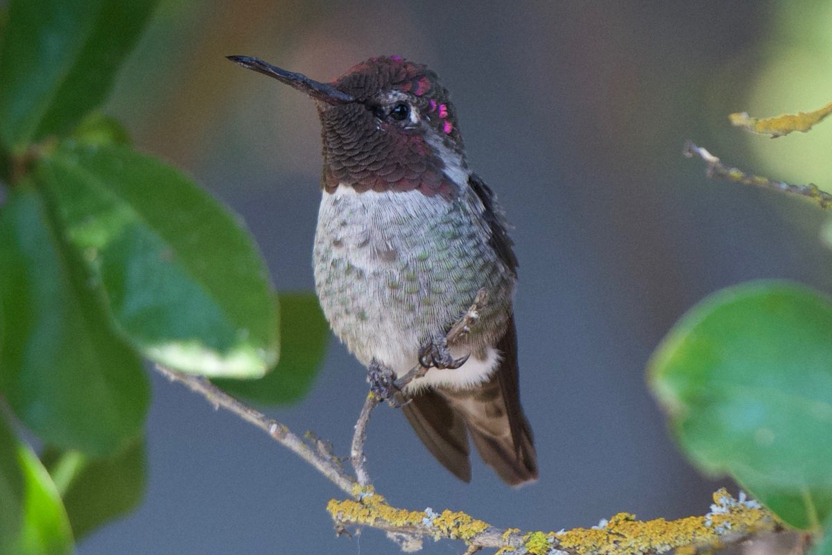 Jonathan Eisen On Twitter Hummingbirds Around The Yard In