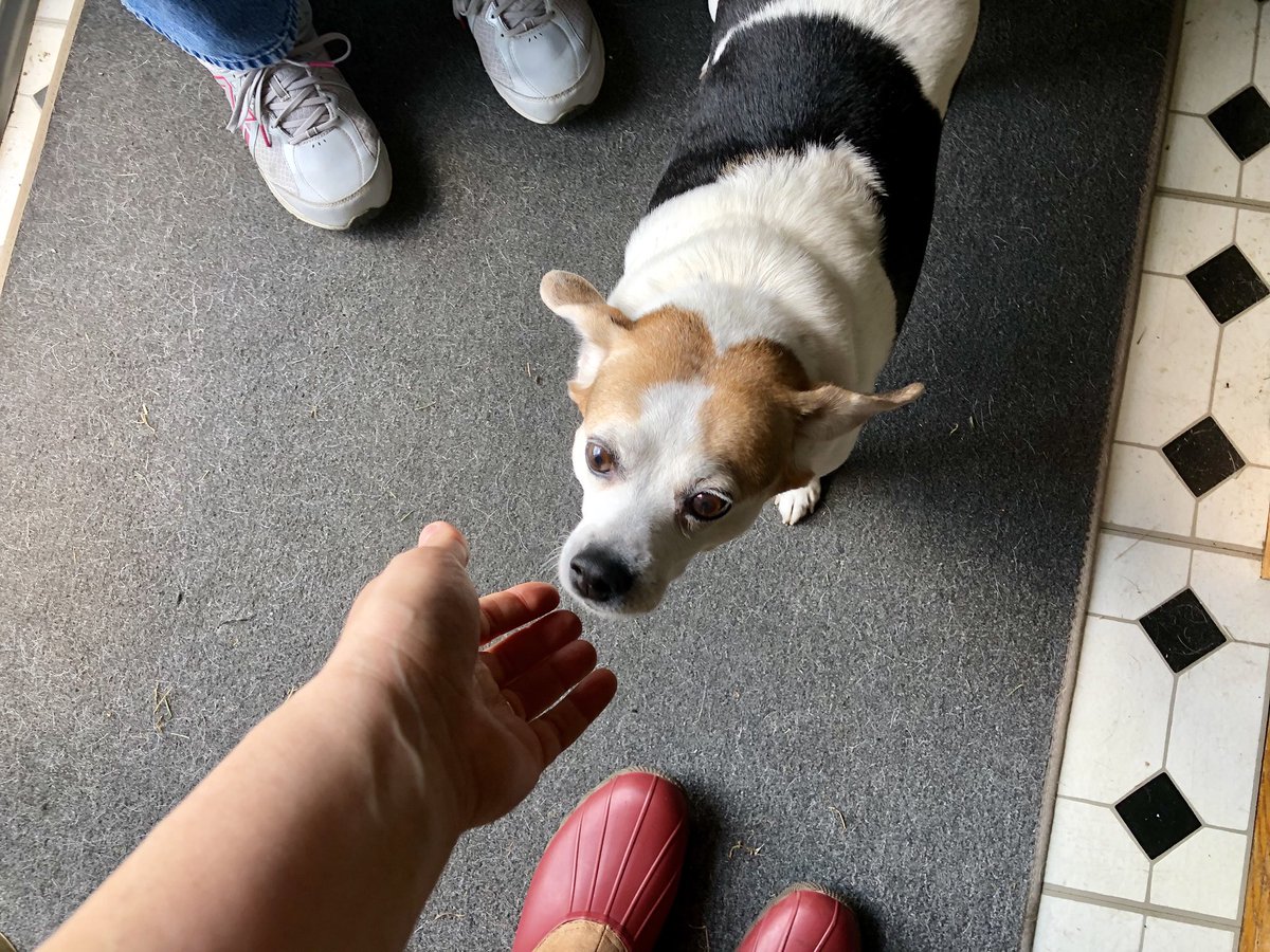 AllisonForAll's tweet photo. "Hi! I'm Tina Turner! 🐶 My parents are voting for Allison Berkowitz, and they hope you are too! Woof Woof!" 

#DogsOfD7 ❤️ 
#YesWeCanvass 💪🏼
#MDpolitics 💙 https://t.co/nohE1yHv9n