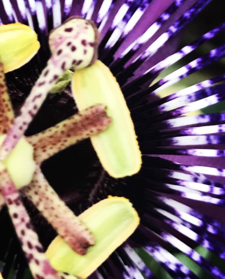 WritingEndOfDay's tweet image. I know where the pain has come from...

New words continue at: writingattheendoftheday.blogspot.com/2018/08/to-con…

#tocontinue #flower #writingattheendoftheday #words #poetry #poem