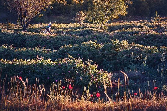 Rose harvest at sunrise.

Isparta province, Turkey
.
.
.
.
. . 
#traveldeeper #turkey #wanderlust #igturkey #ig_turkey #passionpassport #vscotravel #travelgram #tlpicks #canonphotographer #isparta #ourplanetdaily #travelandlife #artofvisuals #lifeofadven… ift.tt/2KPuaBo