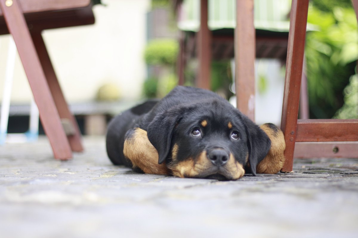 SimiTheMina's tweet photo. New puppy. She is always so tired 😁

#Rottweiler #Rotti #Puppy #bestdogs #germandogs https://t.co/MxxoxsYoI9