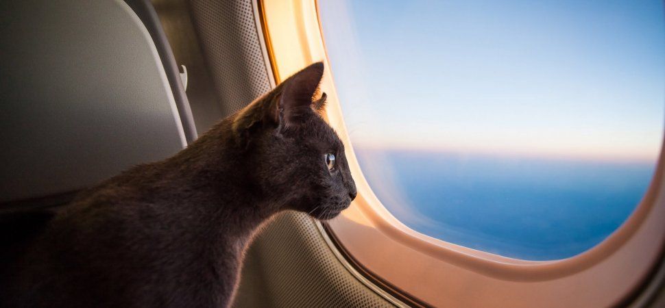 Chile... I'll leave my thoughts to myself about this emotional support cat. buff.ly/2w2i8PI