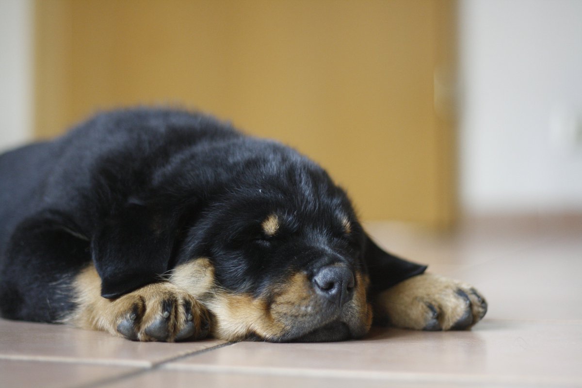 SimiTheMina's tweet photo. New puppy. She is always so tired 😁

#Rottweiler #Rotti #Puppy #bestdogs #germandogs https://t.co/MxxoxsYoI9