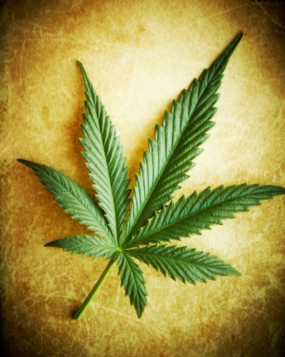 Weed wars 4 серия Weed wars