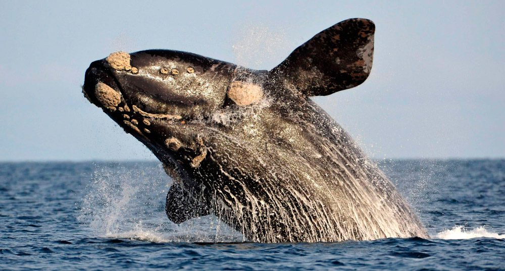 emekavoces's tweet photo. #TemporadaDeBallenas Ni una en la zona. Ya el año pasado hubo muchos menos avistajes que otros años y en lo que va de "esta temporada de avistajes" no hemos visto ninguna en la costa de la bahía de #Maldonado. (foto vía #TesTeach) https://t.co/QSCerE38Fs