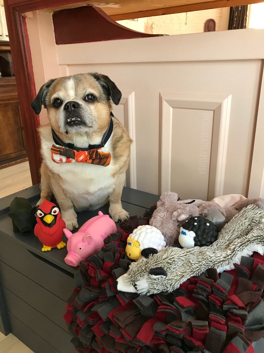 halfmar's tweet photo. Happy 13th birthday Sam. Love your little grey senior snout. 😘🎉 https://t.co/lzpIQS2ocC
