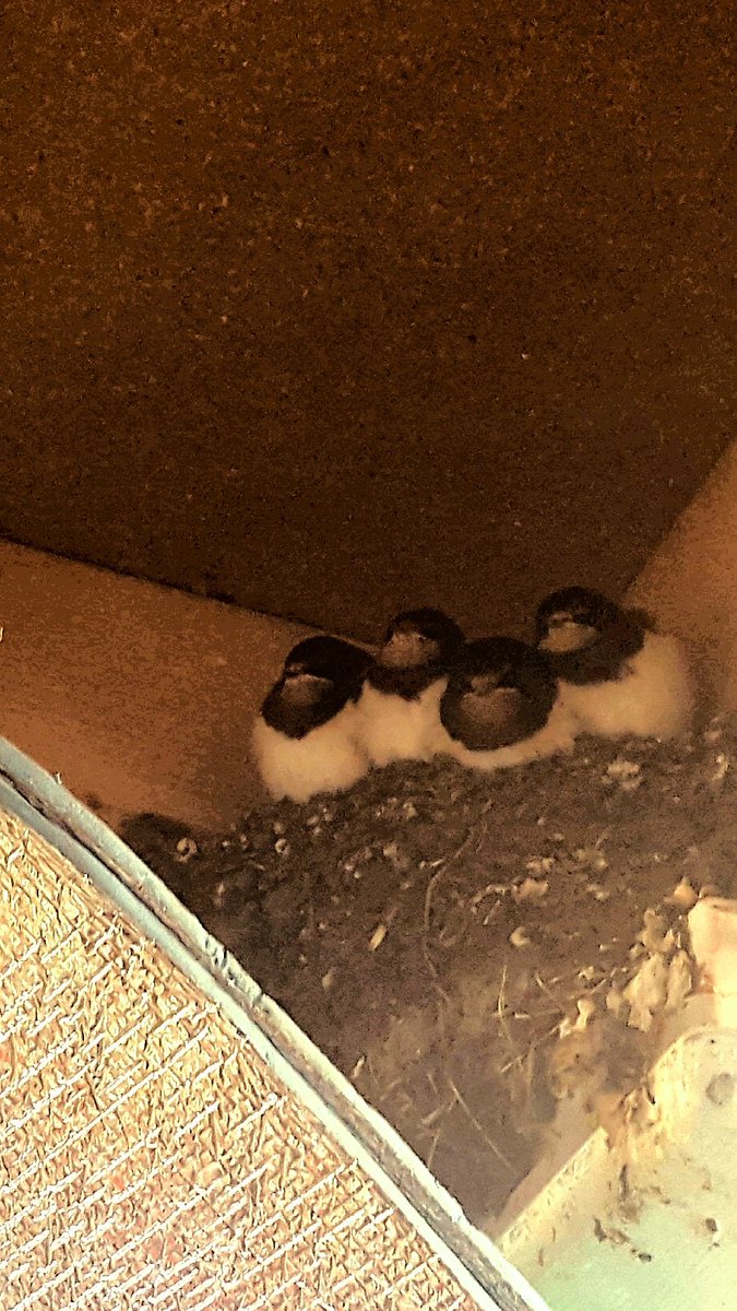MandaleFarm's tweet photo. Washroom Swallows not wanting to leave the nest .#rspb #PeakDistrict #Camping https://t.co/n0vJvxSPrs