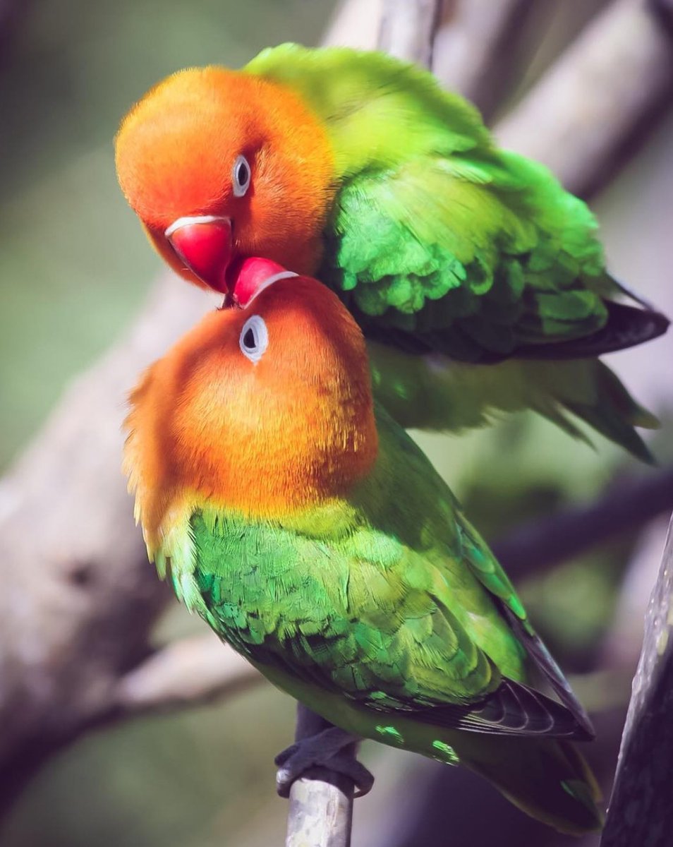 love birbs #relationshipgoals  IG 📷: ohitsjessica https://t.co/LieUNwstRO