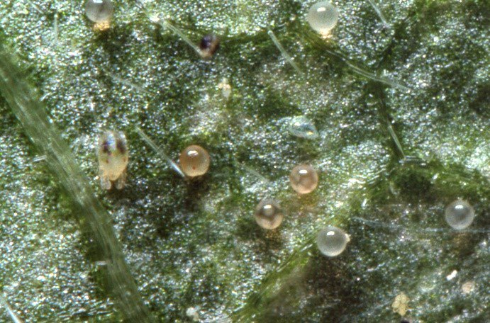 certis_belchim's tweet photo. #DidYouKnow two-spotted spidermites can hatch in as little as three days? #Majestik #Eradicoat https://t.co/yfnusbCE0u https://t.co/0VOkzk8mQp