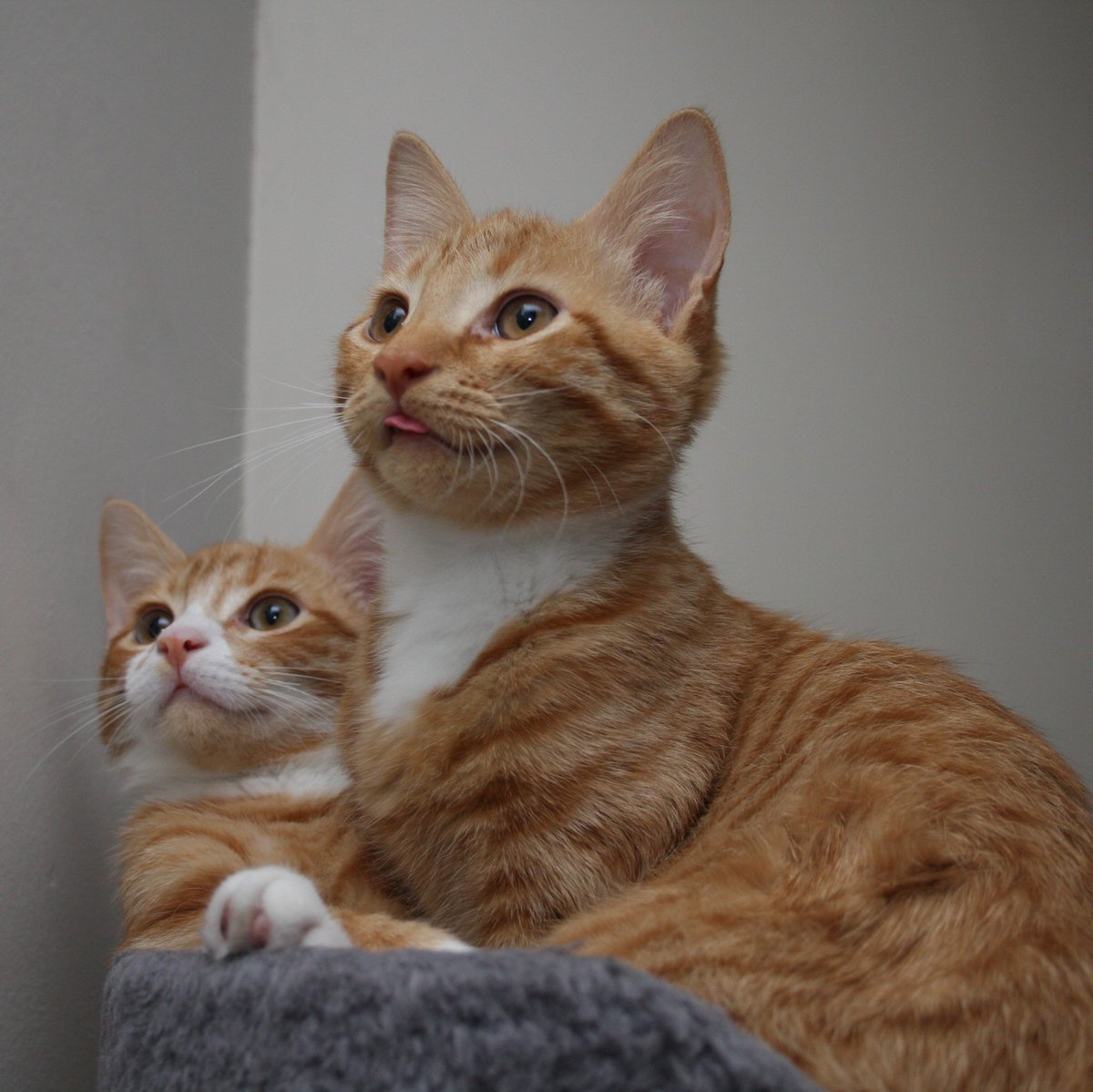 Happy #Caturday  hope everyone is having good day.😻🧡🧡 #CatsOfTwitter #orangekittens