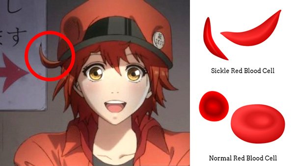 Alpha Gamboa on X: Started watching Cells at Work! ( はたらく細胞 Hataraku Saibou  ) Cousin: Red blood cell such a cute dumb dumb Me: She constantly gets lost  & has a suspiciously-shaped