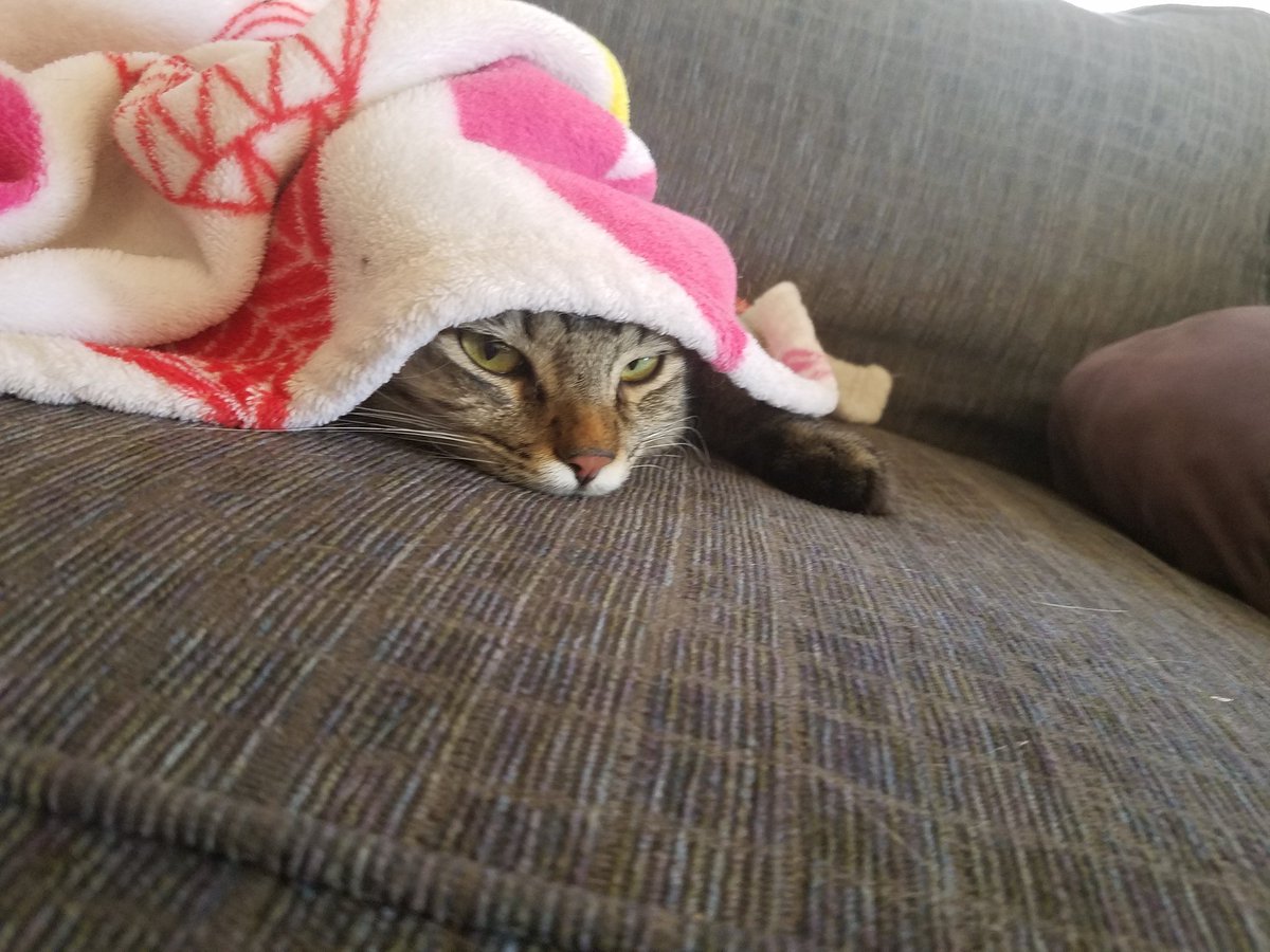 Silverdoe96's tweet photo. @milkygoddess @BlondeLuxury First picture is one of my fosters, Milo. Second is Hela (she likes to sleep under blankets). Third is my other half's cat, Harley. And the last is my fosters, Milo and Luna. https://t.co/lHpQ1VuoXY
