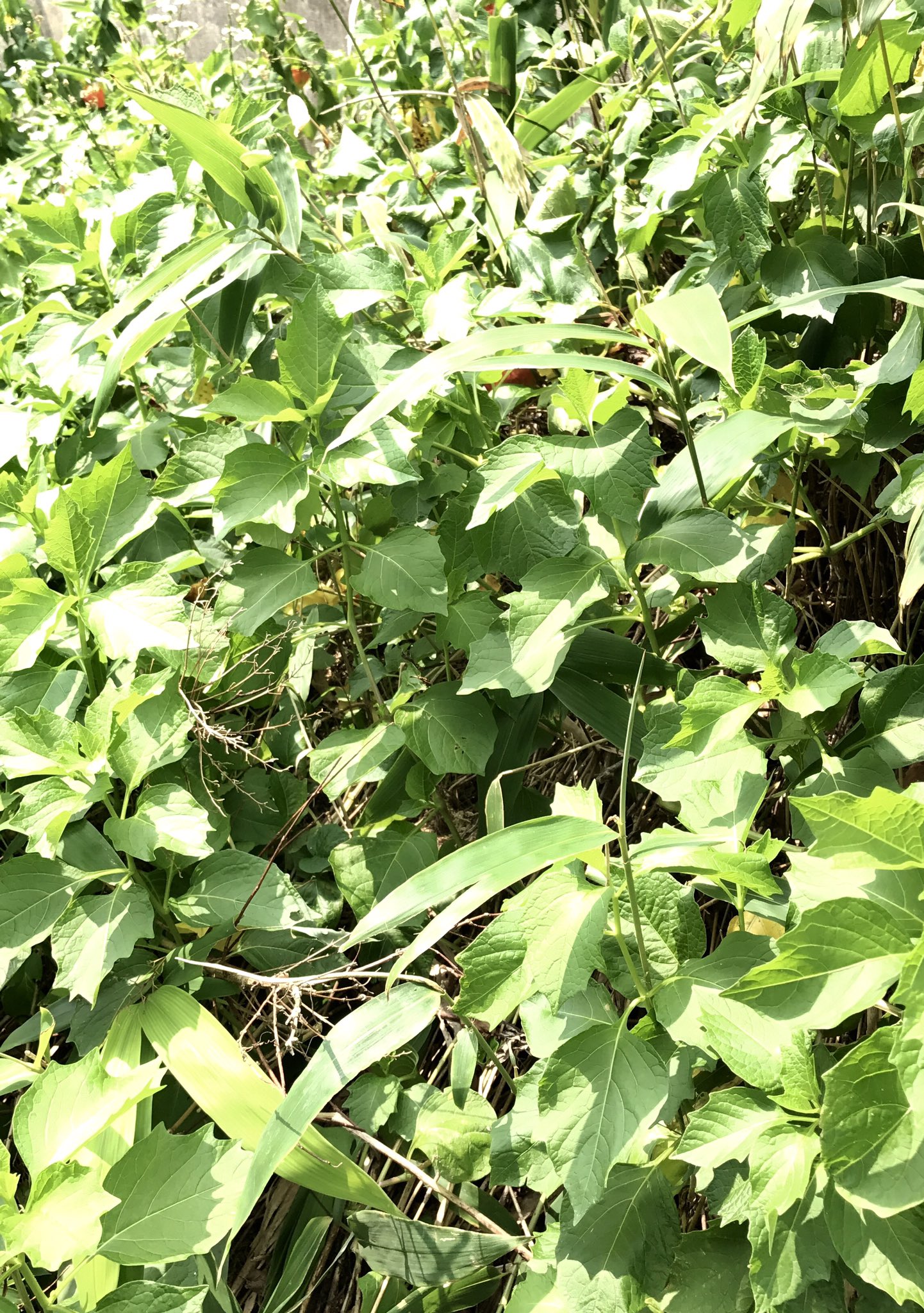 うりっちょ 8 お盆ですねー ということで 山荘の階段横の野生のほおずき畑をば W ほおずき ホオズキ 鬼灯 酸漿 野生 T Co A5pnvdc7og Twitter