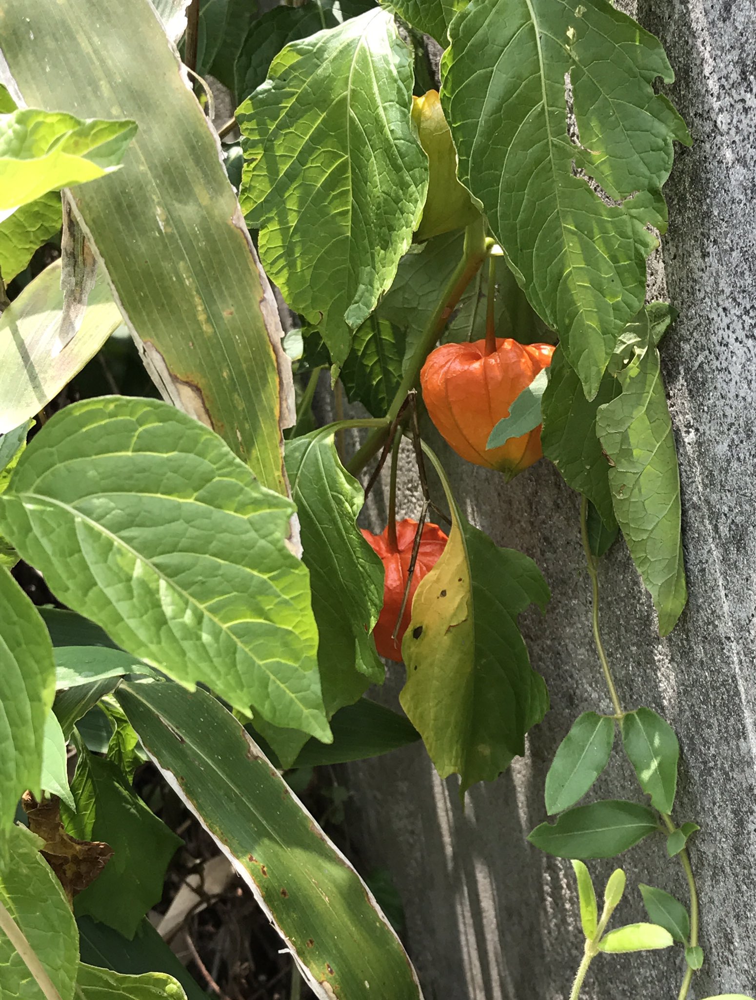 うりっちょ 8 お盆ですねー ということで 山荘の階段横の野生のほおずき畑をば W ほおずき ホオズキ 鬼灯 酸漿 野生 T Co A5pnvdc7og Twitter
