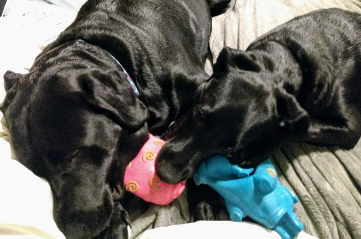 AderynDu2005's tweet photo. Mason: "Dixie, can I have your piggie, too?" https://t.co/9whCeFFS9t