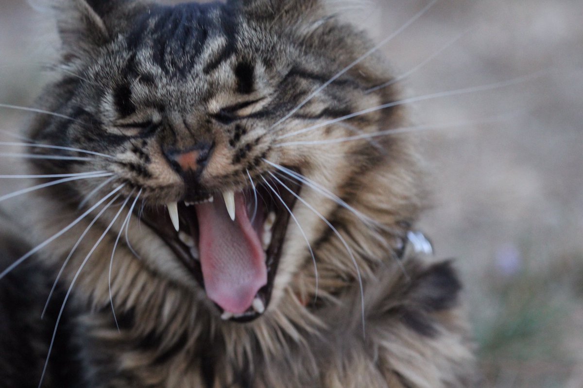 cartolycee's tweet image. -Euh..Mouss..j&apos;ai pas trouvé la marque de tes croquettes..
-Tu répètes stp?
-J&apos;ai pas les mêmes croquettes que d&apos;habitude quoi..
-Connaaarrd! 
#digression #chat