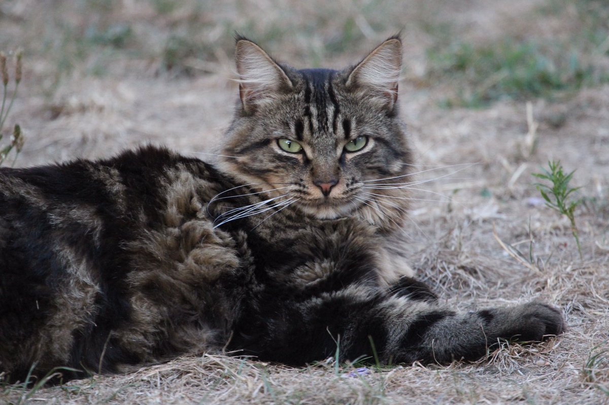 cartolycee's tweet image. -Euh..Mouss..j&apos;ai pas trouvé la marque de tes croquettes..
-Tu répètes stp?
-J&apos;ai pas les mêmes croquettes que d&apos;habitude quoi..
-Connaaarrd! 
#digression #chat