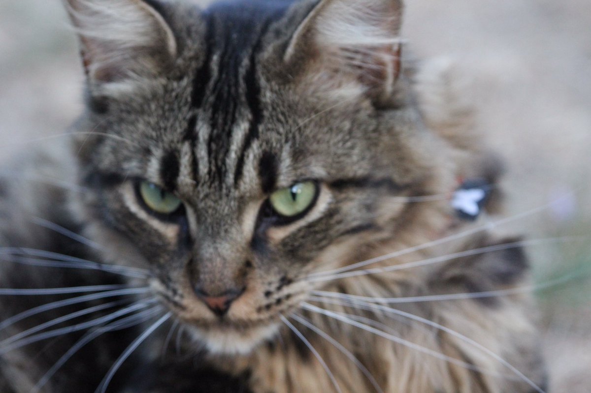 cartolycee's tweet image. -Euh..Mouss..j&apos;ai pas trouvé la marque de tes croquettes..
-Tu répètes stp?
-J&apos;ai pas les mêmes croquettes que d&apos;habitude quoi..
-Connaaarrd! 
#digression #chat