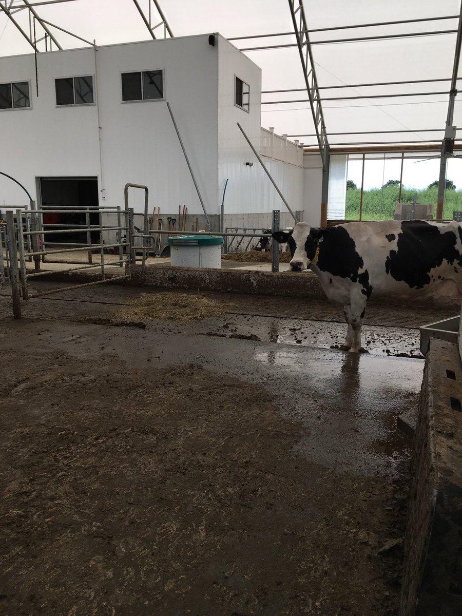 Fresh 5 days with her 8th calf and already going through the robot on her own