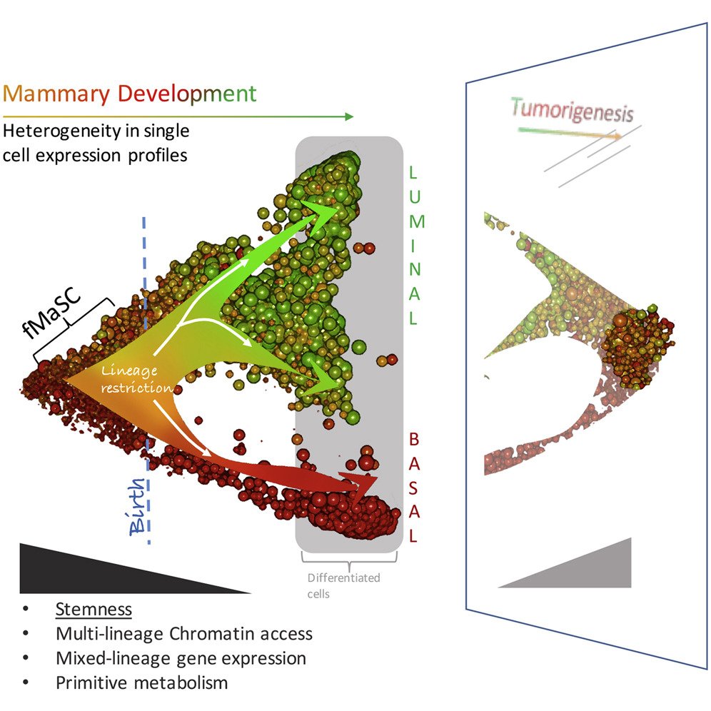 GENbio's tweet image. Single-Cell Genetic Atlas of Breast Development Reveals New #Cancer Targets:  ow.ly/xqxj30ljIey