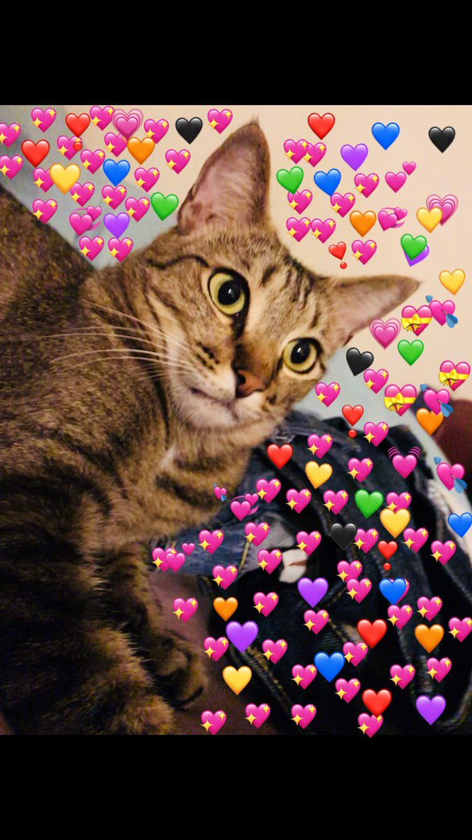ohno_savage's tweet photo. This is Tomas my mans cat 🐱, he is the cutest gato in the 🅱️alexico #everybodyneeds #atom #Tomthecat https://t.co/wUFVa46Dwb