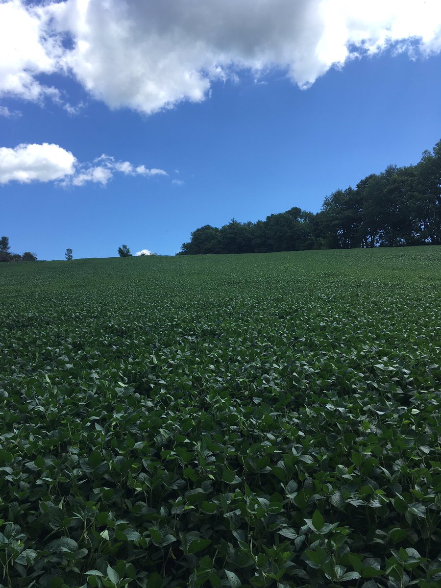 Rain is a good thing beans pop back to life