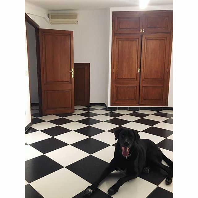 SandyCarella's tweet photo. The count is in the building #newhome #digitalnomad #pointermix #blackandwhitetiles https://t.co/XL4P0DS31W https://t.co/Y64YxccNkM