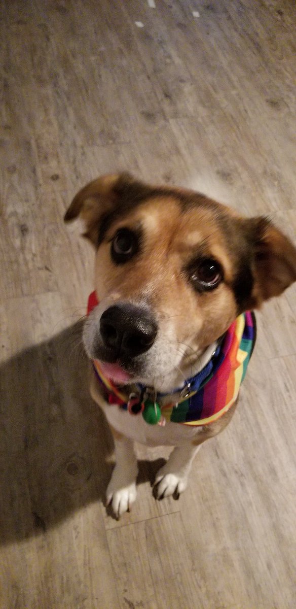 HarvMilkboneATX's tweet photo. My name is Harvey Milkbone, and I'm here to recruit you!

Ready? Let's go to #AustinPride! #atx #rescuedogs #lgbtq #pride https://t.co/xIFYoMAHIo