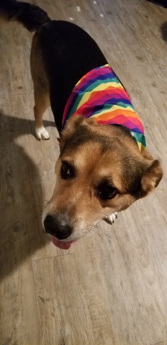 HarvMilkboneATX's tweet photo. My name is Harvey Milkbone, and I'm here to recruit you!

Ready? Let's go to #AustinPride! #atx #rescuedogs #lgbtq #pride https://t.co/xIFYoMAHIo
