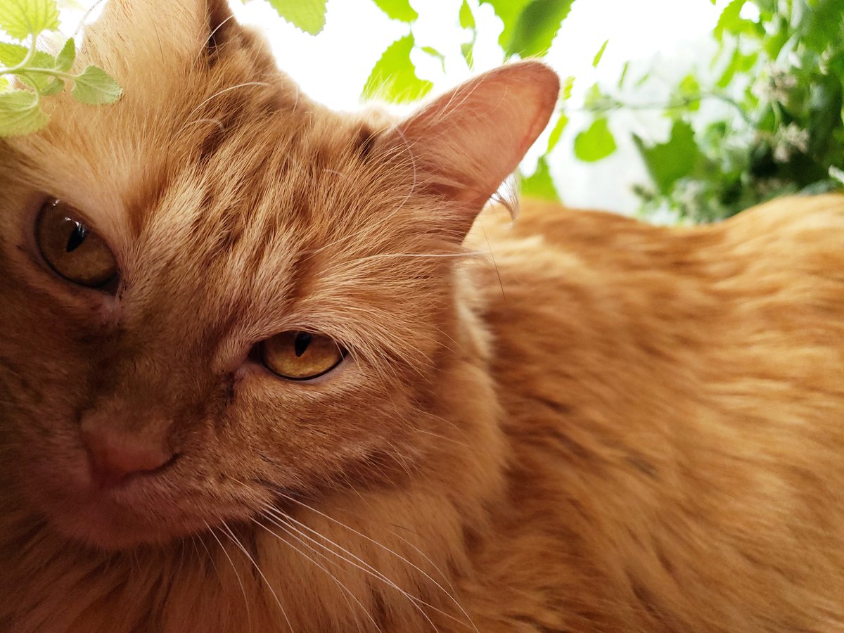 kleinang's tweet image. #Caturday #catnipaddict
