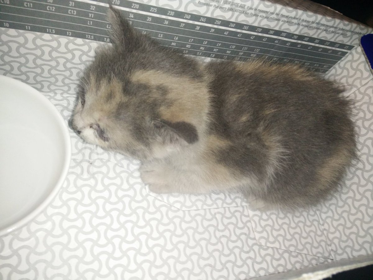 Jérémy Richard On Twitter Le Chaton Va Bien Mais Je Nai