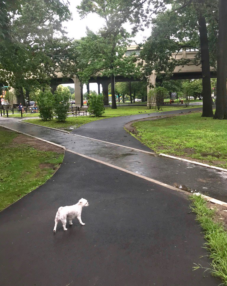 Rain, choices, and little obstacles running in the Bronx today.  10K number 65 on Pelham Parkway with a loop around massive Co-Op City 
#BronxRunning #onehundred10KsforNYC