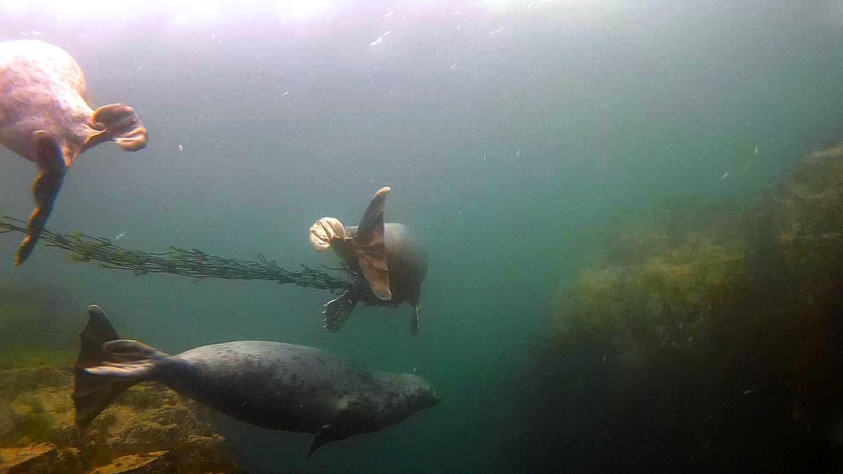 Sad to see this young seal trailing 2m+ of heavy fishing net wrapped around it's neck 😧
Sadly unable to get close enough to cut the rope off on this occasion.
#ghostfishing
<a href="/ghostfishing/">Ghost Fishing</a> <a href="/BDMLR/">BDMLR</a> <a href="/OurBluePlanet/">BBC #OurBluePlanet</a> <a href="/BBCEarth/">BBC Earth</a> <a href="/thefarneislands/">Billy Shiel</a> <a href="/The_MMO/">Marine Management Organisation</a> <a href="/NE_Northumbria/">Natural England NE</a>