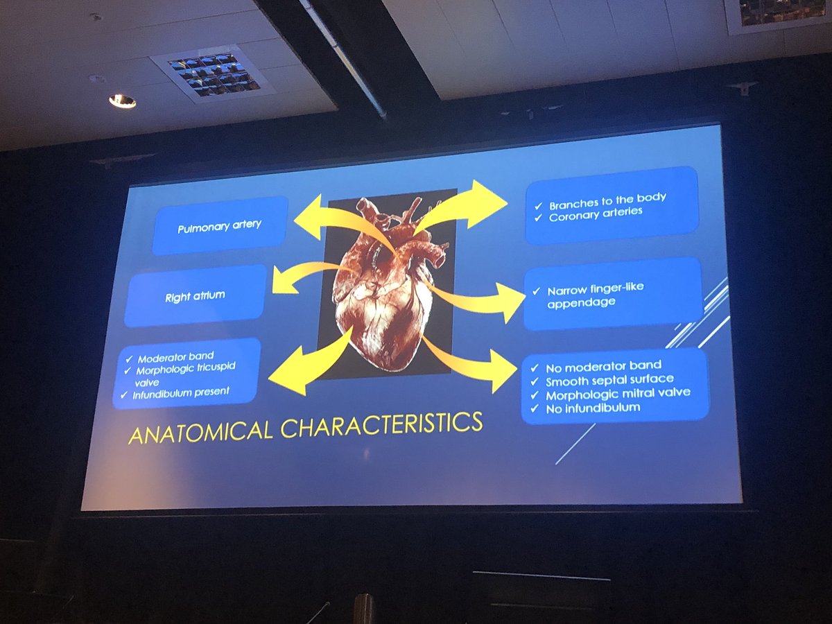 Building a picture of the heart is the key to Paediatric Echo #asum18